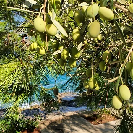 Dream 1st Row To The Sea Prigradica