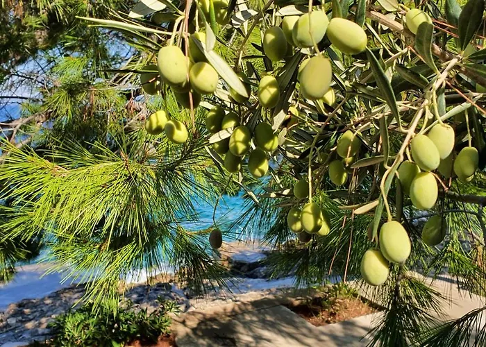 Dream 1st Row To The Sea Prigradica